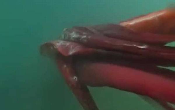 大王乌贼是什么动物?