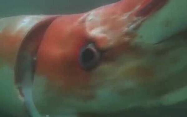 大王乌贼是什么动物?