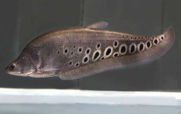 鹦鹉鱼混养什么鱼最好?