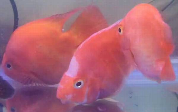 血鹦鹉鱼是什么鱼?