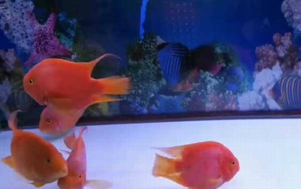 血鹦鹉鱼是什么鱼?