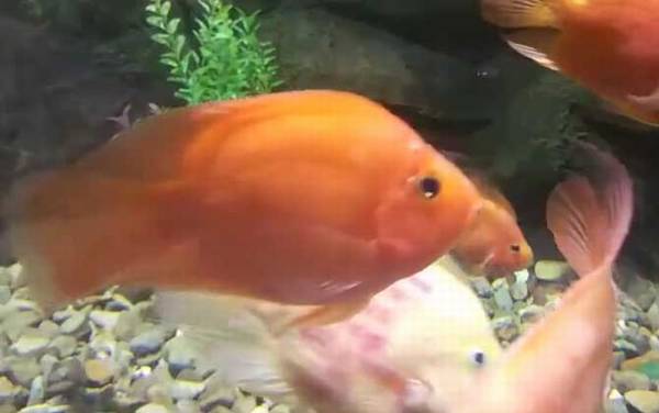 红鹦鹉鱼价格多少钱一条?