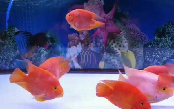 红鹦鹉鱼价格多少钱一条?