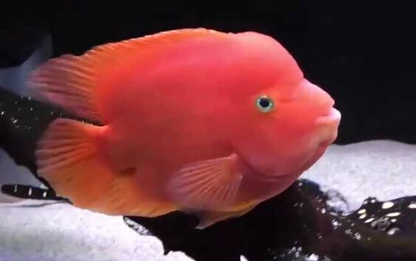 金刚鹦鹉鱼是什么鱼?