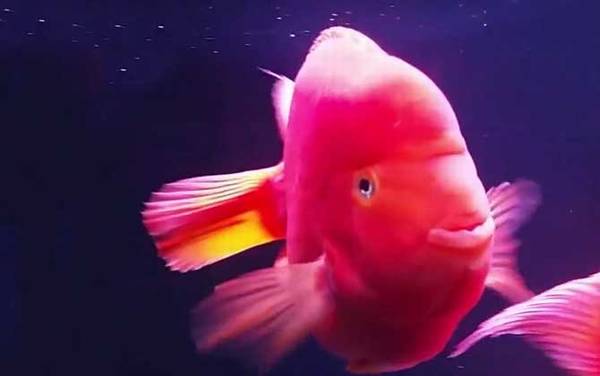 红元宝鹦鹉鱼是什么鱼?