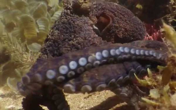 章鱼是什么动物?