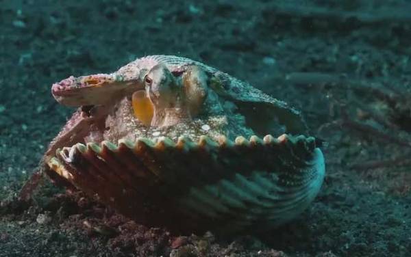 章鱼是什么动物?