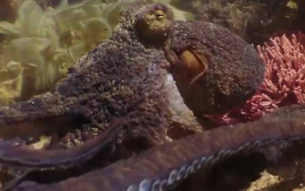 章鱼是什么动物?