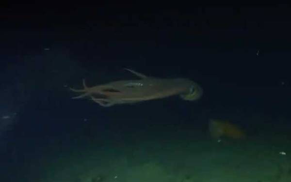 章鱼是什么动物?