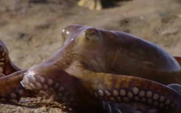 章鱼的血液是什么颜色?