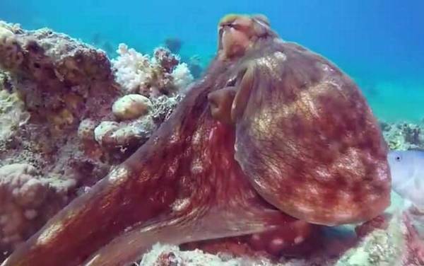 章鱼的血液是什么颜色?