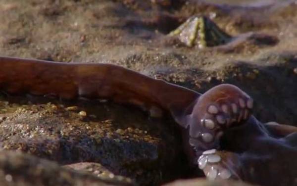 章鱼的血液是什么颜色?