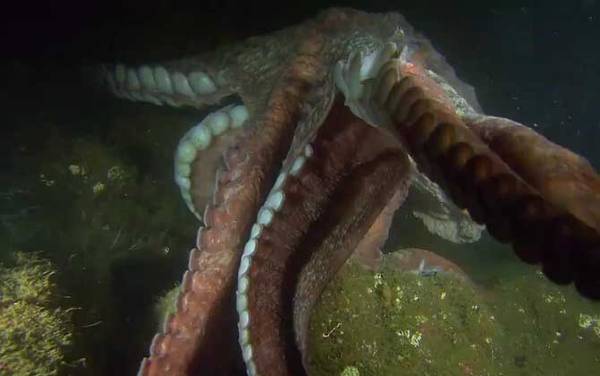 章鱼的寿命有多长?