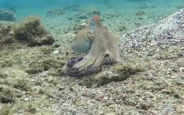 章鱼的寿命有多长?