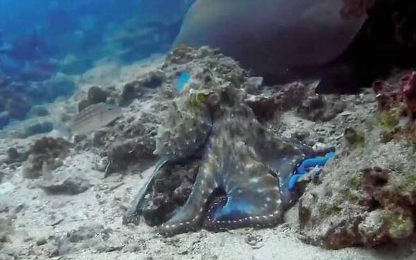 章鱼的寿命有多长?