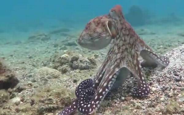 章鱼的寿命有多长?