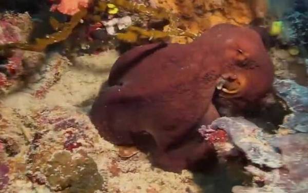 章鱼的血液为什么是蓝色的?