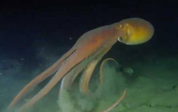 章鱼的血液为什么是蓝色的?