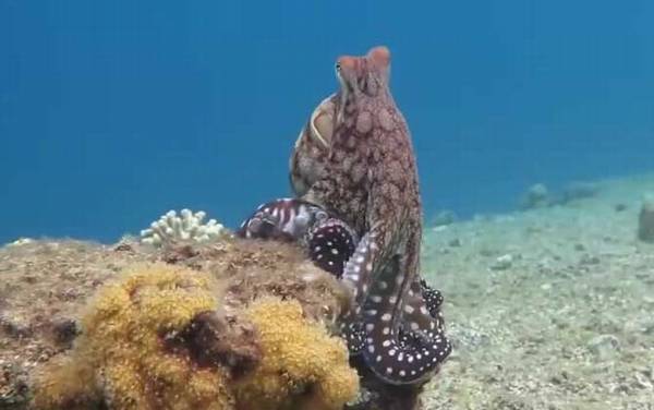 章鱼的血液为什么是蓝色的?