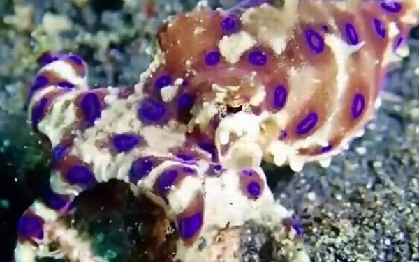 蓝环章鱼是什么动物?