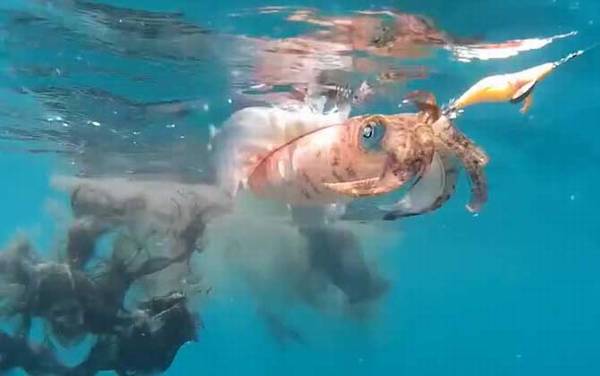 章鱼、鱿鱼、乌贼、墨鱼、八爪鱼的区别