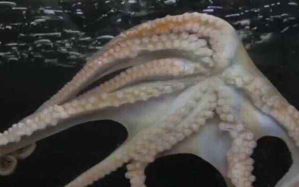 章鱼、鱿鱼、乌贼、墨鱼、八爪鱼的区别