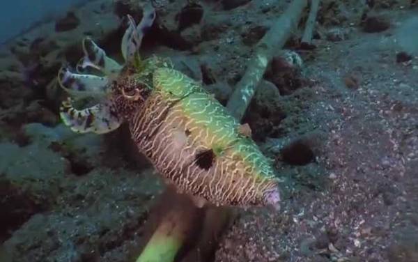 金乌贼是什么动物?