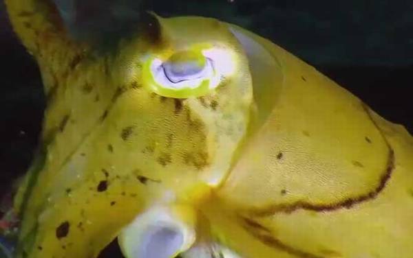 金乌贼是什么动物?