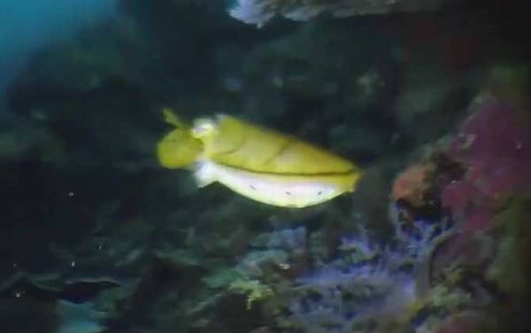 金乌贼是什么动物?