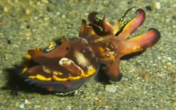 火焰乌贼是什么动物?