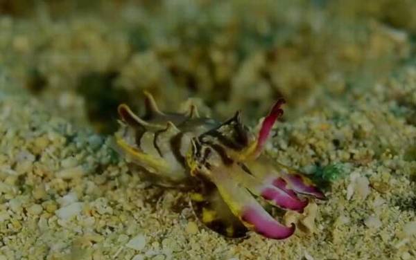 火焰乌贼是什么动物?