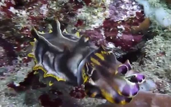 火焰乌贼是什么动物?