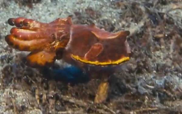 火焰乌贼是什么动物?