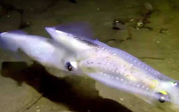 鱿鱼是什么动物?