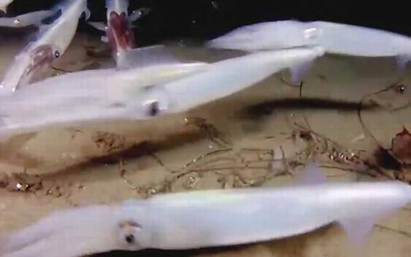 鱿鱼是什么动物?