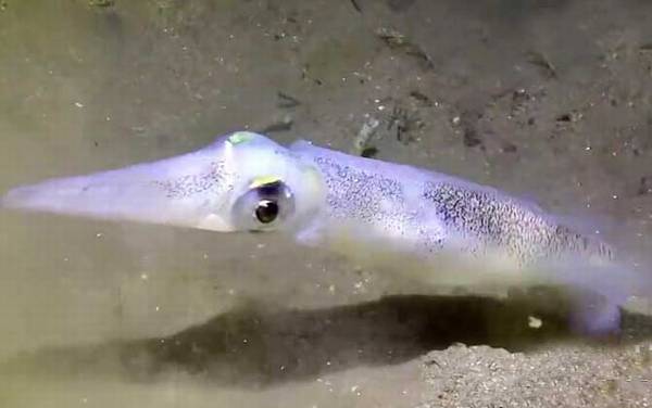 鱿鱼是什么动物?