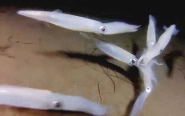 鱿鱼是什么动物?