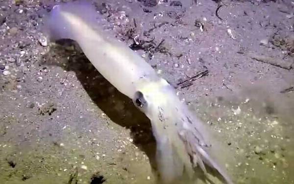 鱿鱼是什么动物?