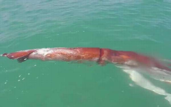 巨型鱿鱼是什么动物?