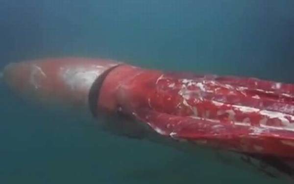 巨型鱿鱼是什么动物?