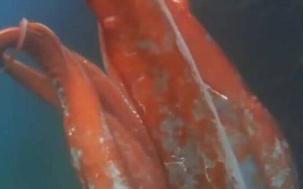 巨型鱿鱼是什么动物?