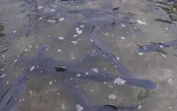 鸭嘴鲟是什么鱼?