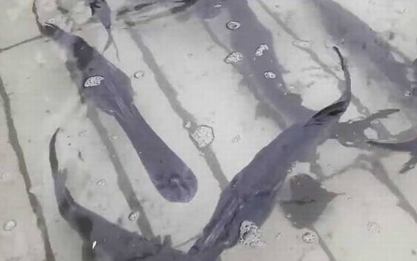 鸭嘴鲟是什么鱼?