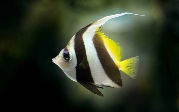 龙鱼混养什么鱼最好?