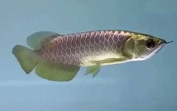 龙吐珠鱼是什么鱼?