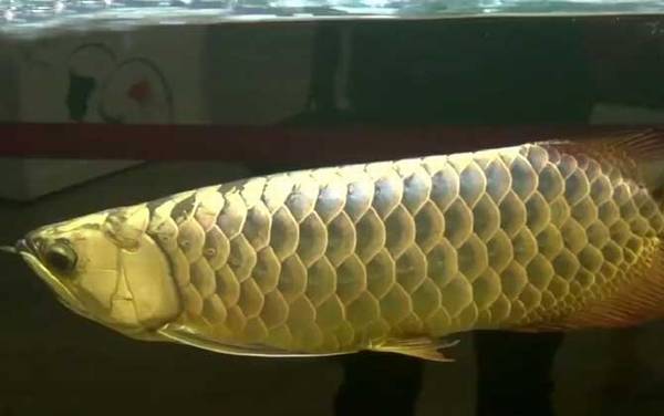 龙吐珠鱼是什么鱼?
