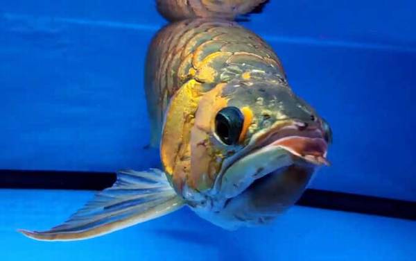 龙鱼怎么养最好?