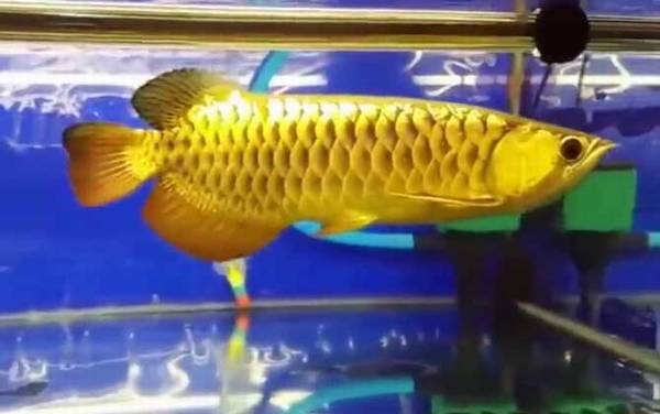 龙鱼怎么养最好?