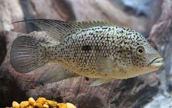 龙鱼混养什么鱼最好?