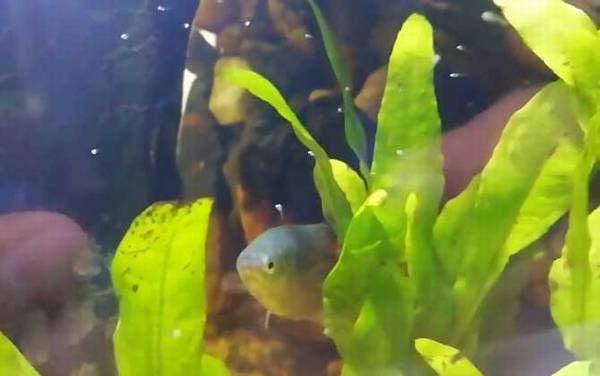 曼龙鱼是什么鱼?